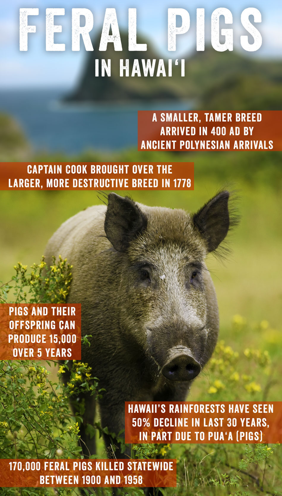 feral pig Hawaii