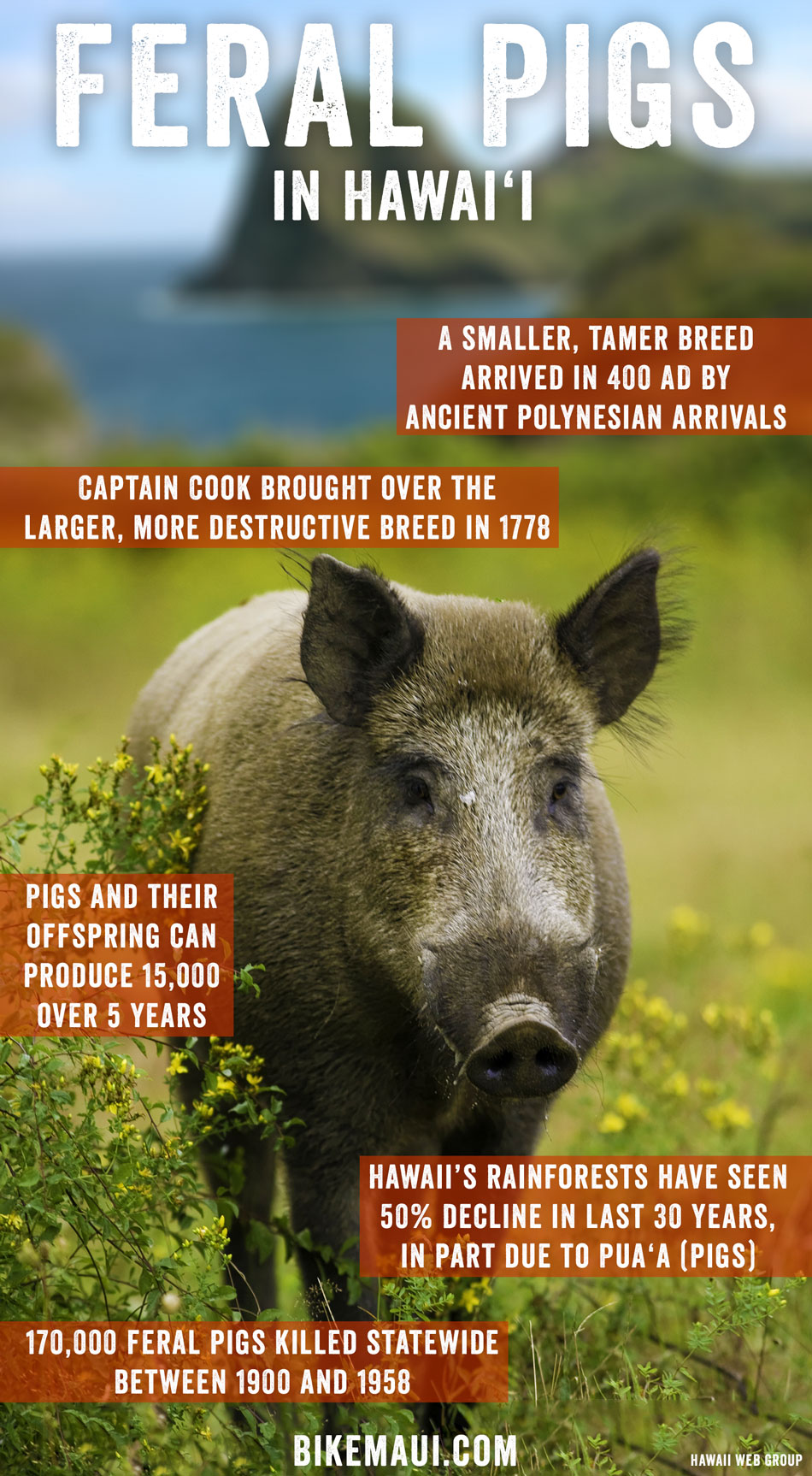 Wildschwein  NEU Mojo 387160  Tierfigur  Wild Pig 