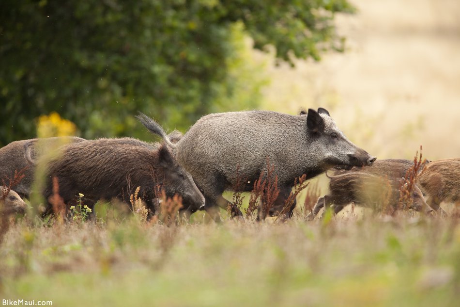 feral pigs