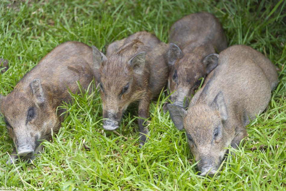 Hawaii piglets