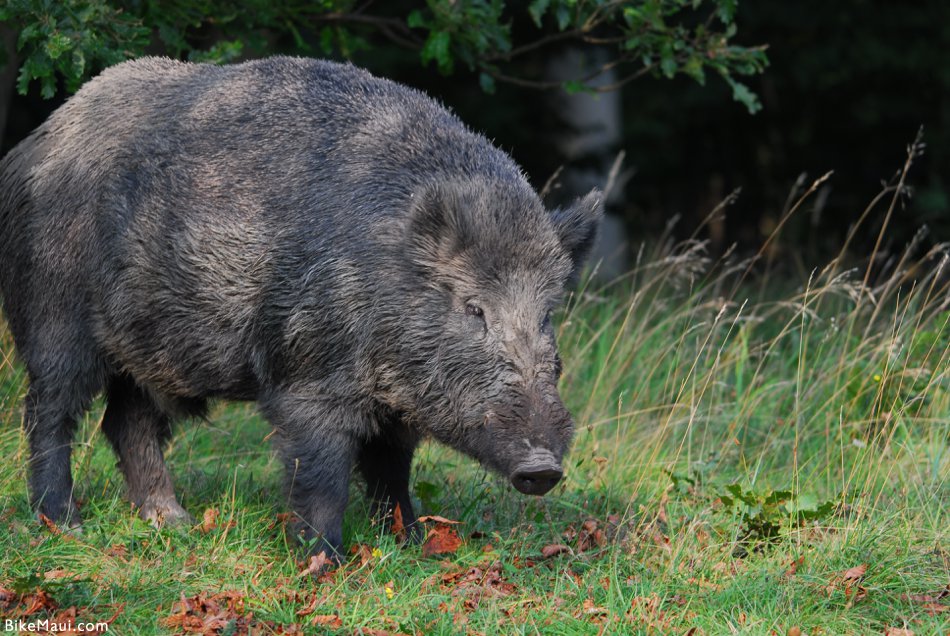 large Hawaii hog