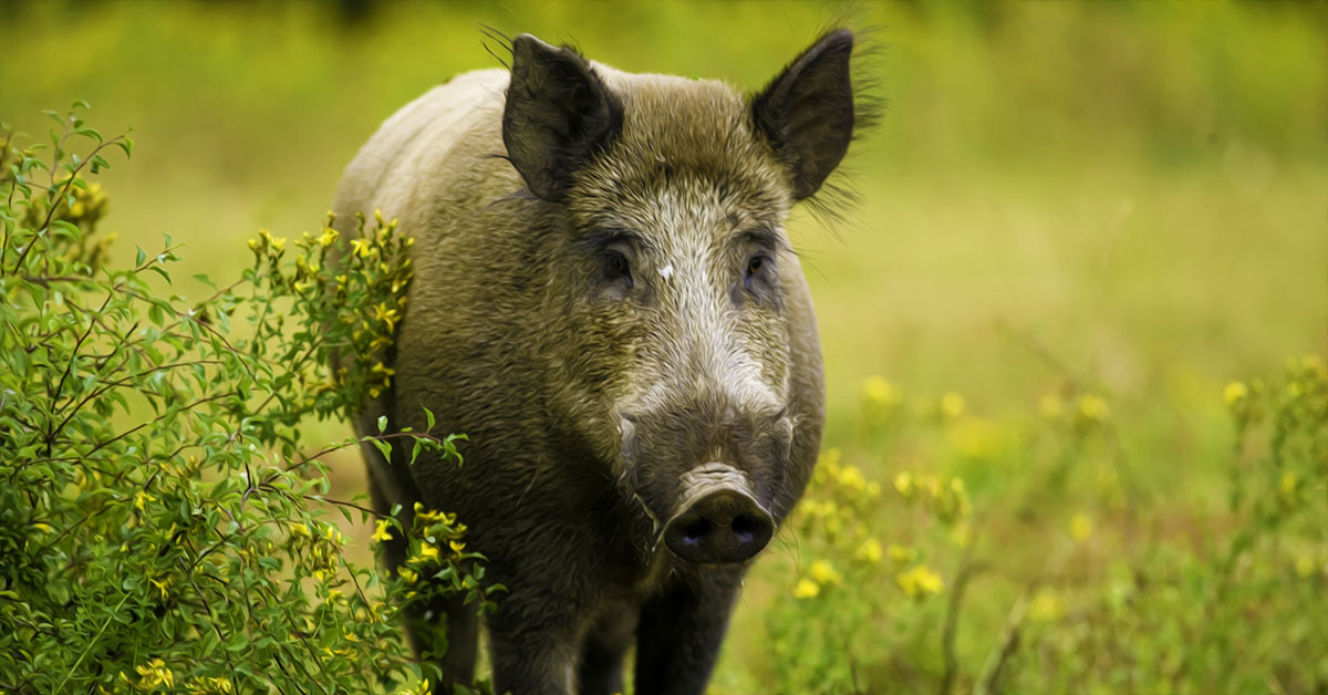 Maui Fauna of the Month: Feral Pigs in Hawaii | Hawaii Pua'a