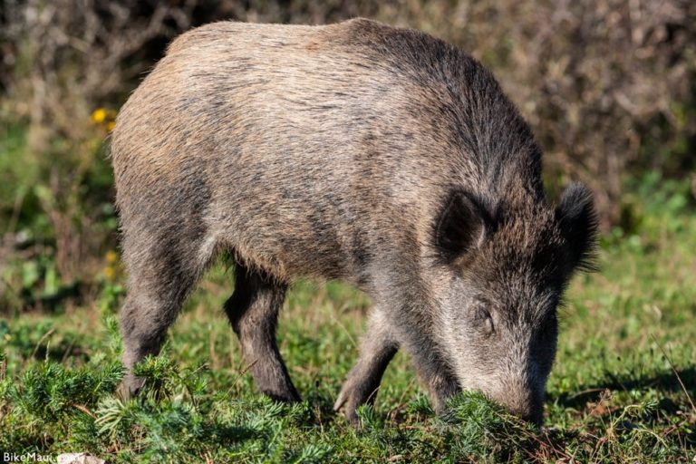 Maui Fauna of the Month: Feral Pigs in Hawaii | Hawaii Pua'a