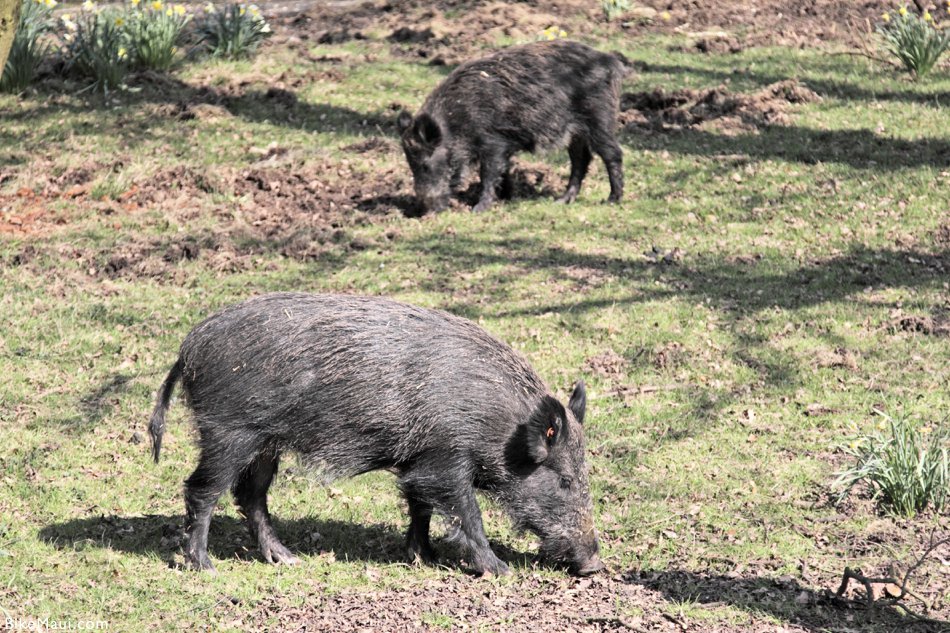 pigs Hawaii