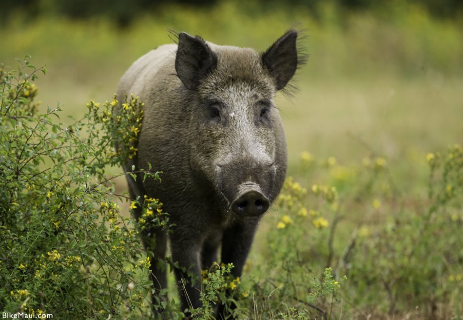 Maui Fauna of the Month: Feral Pigs in Hawaii | Hawaii Pua'a