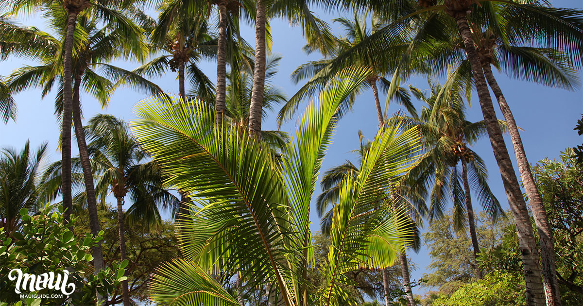 Backside Palm Trees