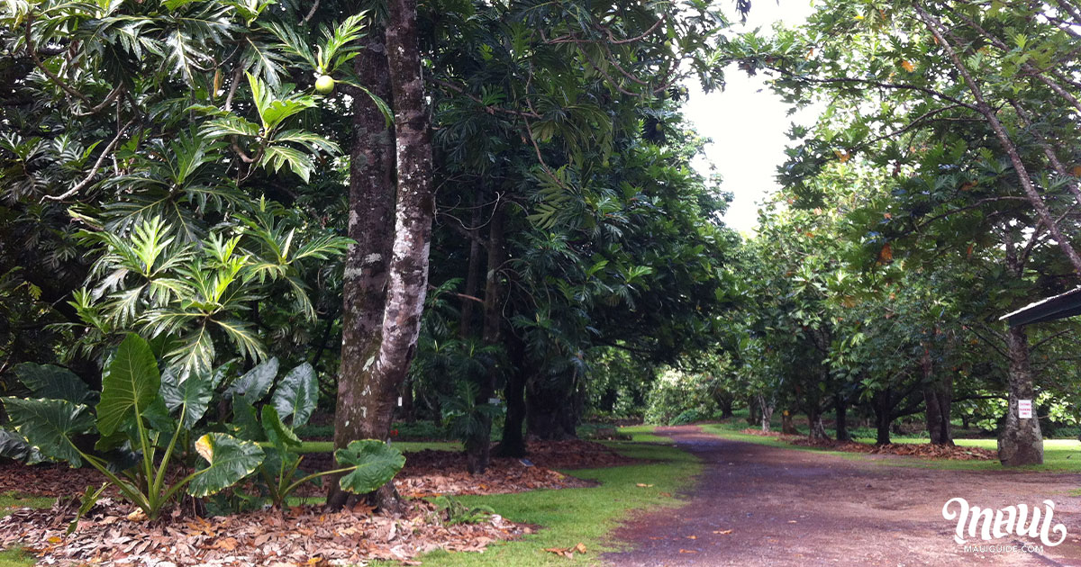 Kahanu Garden Entrance