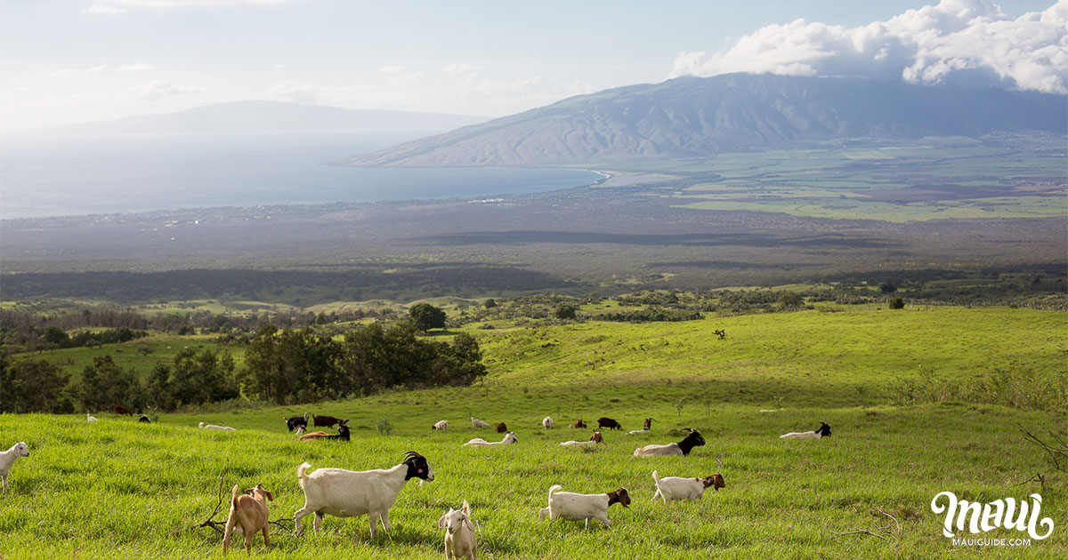 Ulupalakua Ranch Store Area