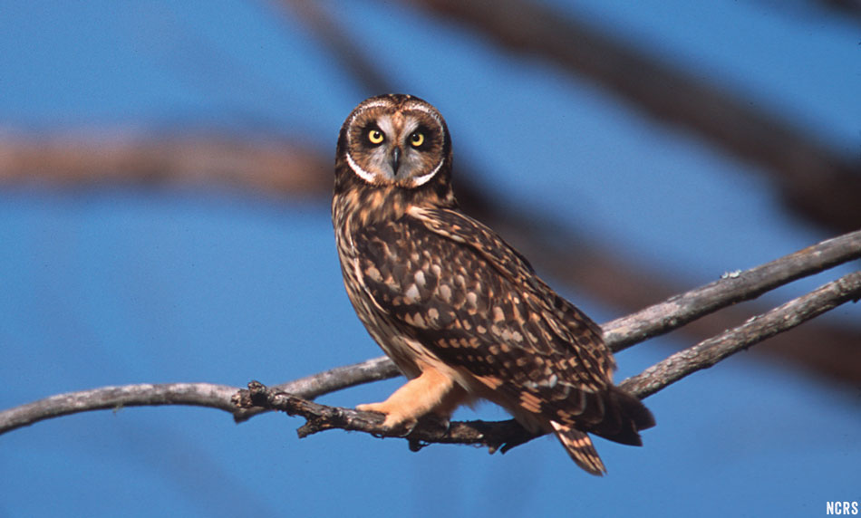 Hawaiian Owl