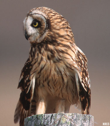 Maui Hawaii owl