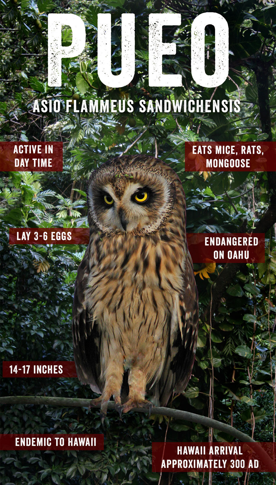 Pueo Hawaiian Owl