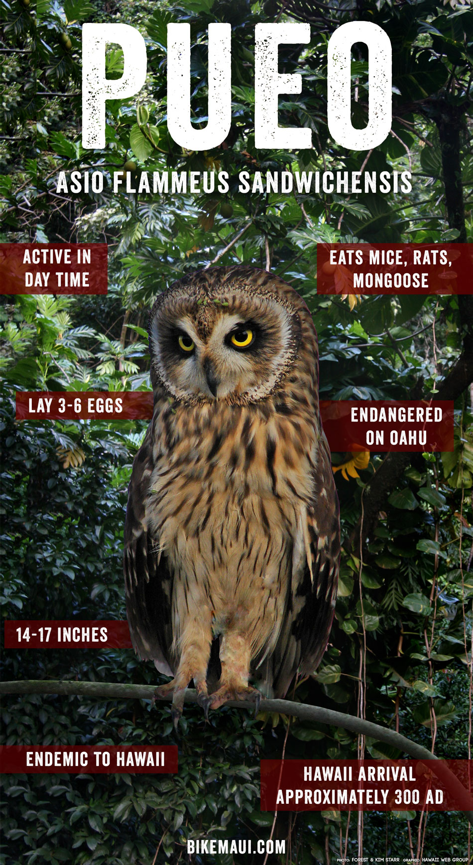 Pueo Hawaiian Owl