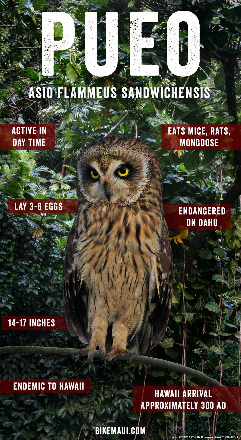 Maui Fauna of the Month: Pueo - the Hawaiian Owl