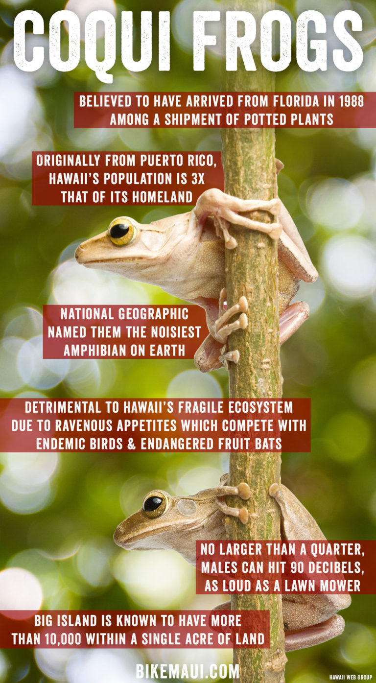 Maui Fauna of the Month Coqui Frogs