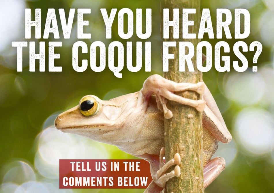 coqui frog comments