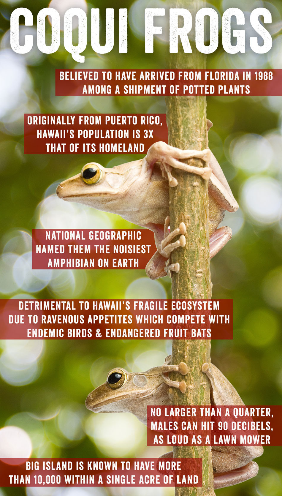 Coqui Frogs
