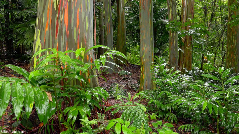 eucalyptus forest