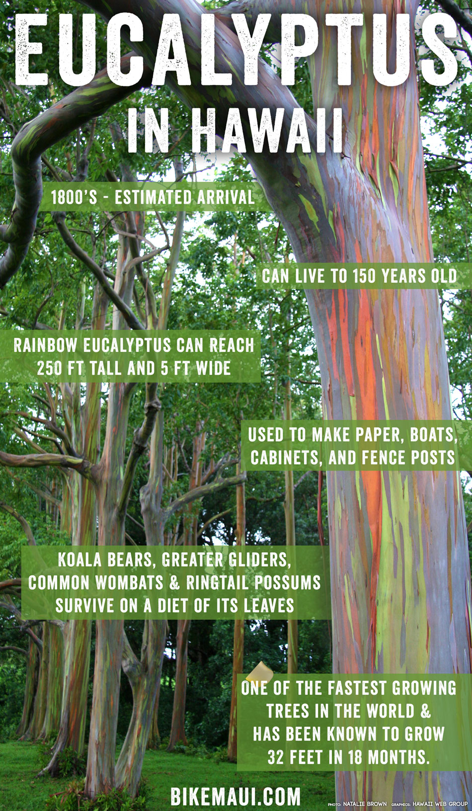 Rainbow eucalyptus bark constantly changes its color