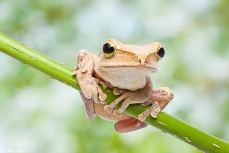 Maui Fauna of the Month Coqui Frogs