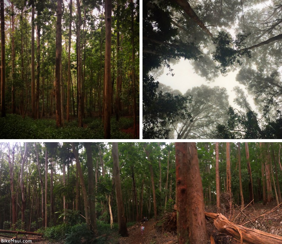 Makawao Forest