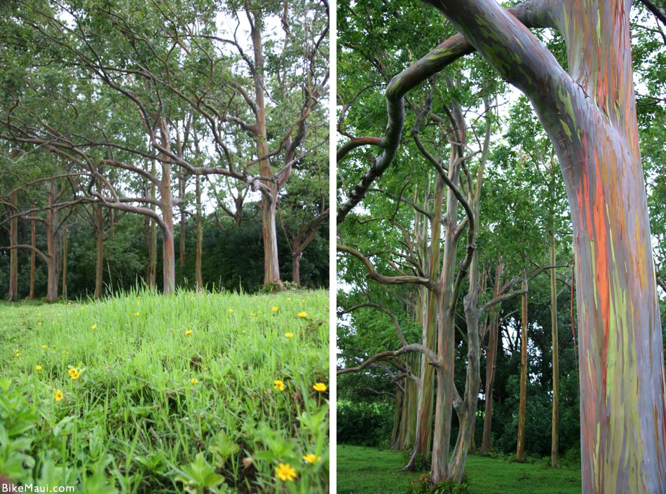 rainbow eucalyptus