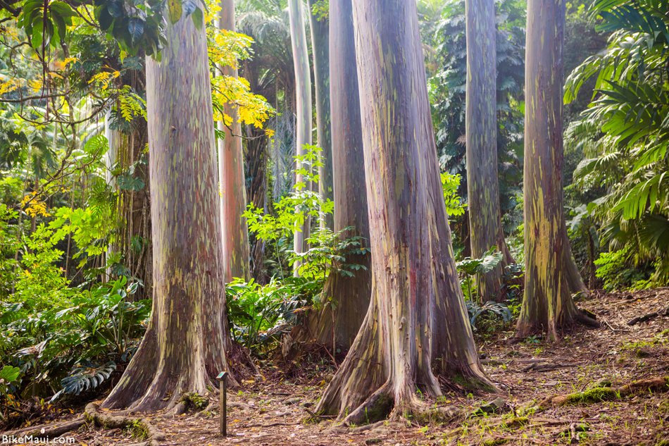 rainbow trees Maui