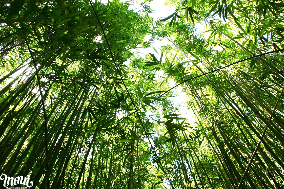 Waikamoi Ridge Trail Bamboo
