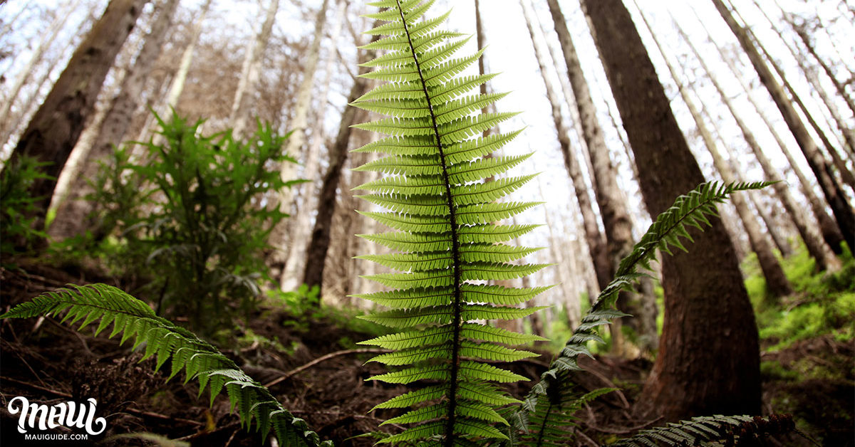 Waikamoi Ridge Trail Fern