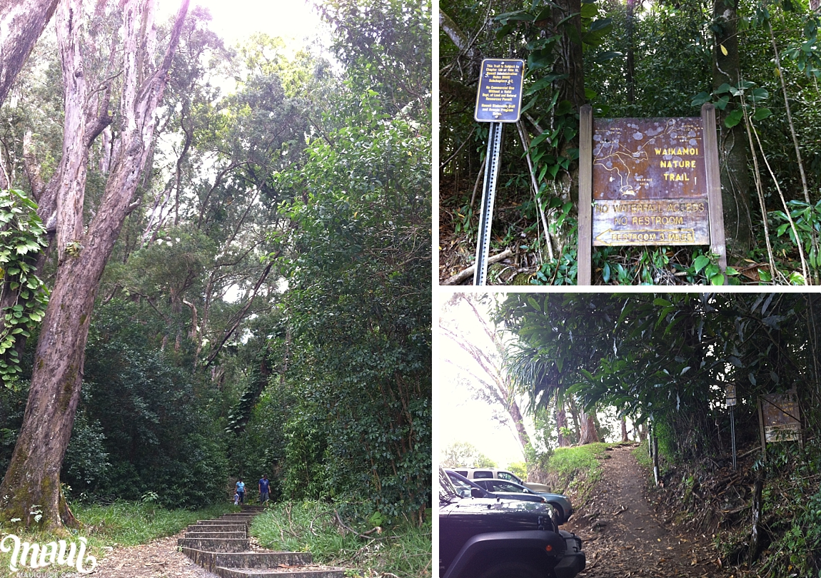 Waikamoi Ridge Trail Hiking Photos