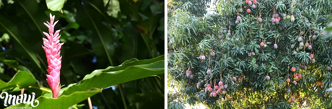 Waikamoi Ridge Trail Ginger Mango