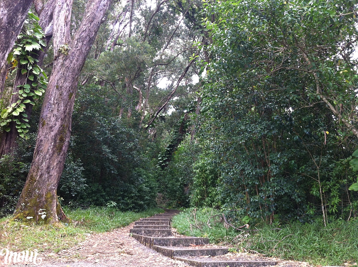 Waikamoi Ridge Trail Staircase