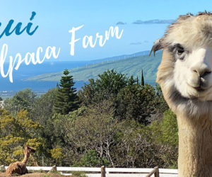 Maui Alpaca Farm tours