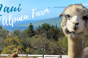 Maui Alpaca Farm tours
