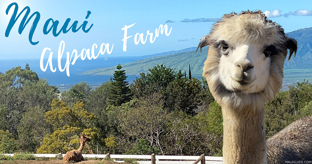 Maui Alpaca Farm Tour