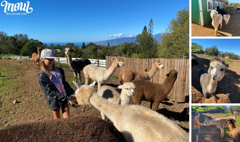 alpaca feeding