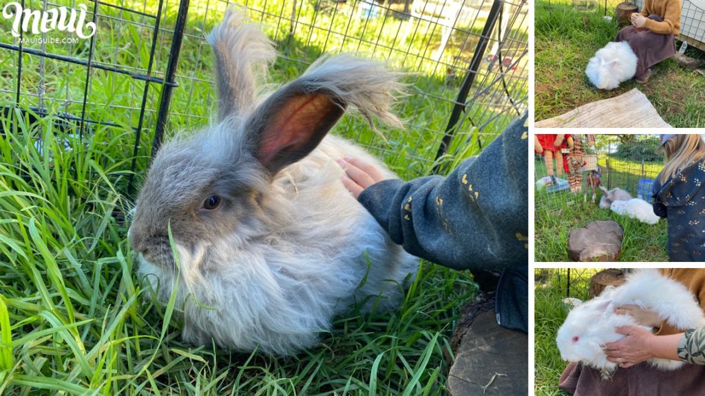 angora rabbits on Maui