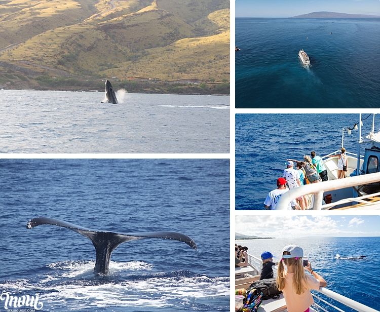 Maui Seasons Whale Watch