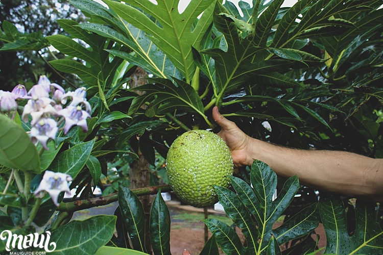 Try Hawaii Food Ulu Breadfruit