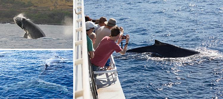 Maui Travel Tips Whale Watching