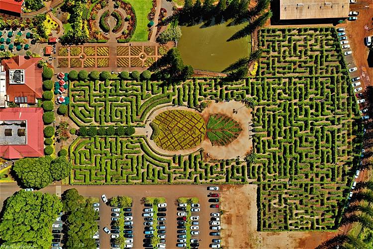 Oahu Plant Maze