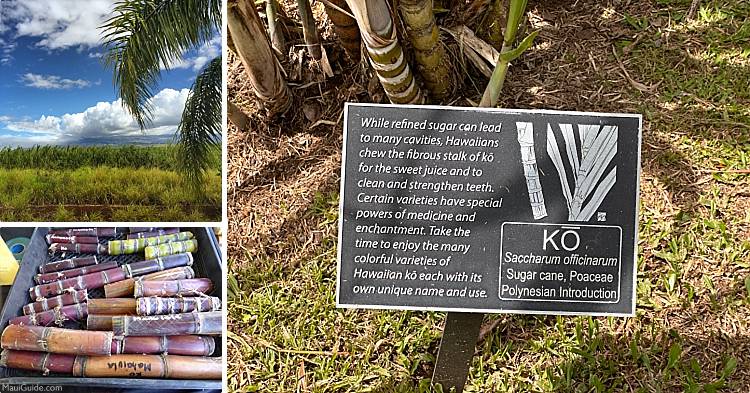 Hawaii Sugarcane Kō Information