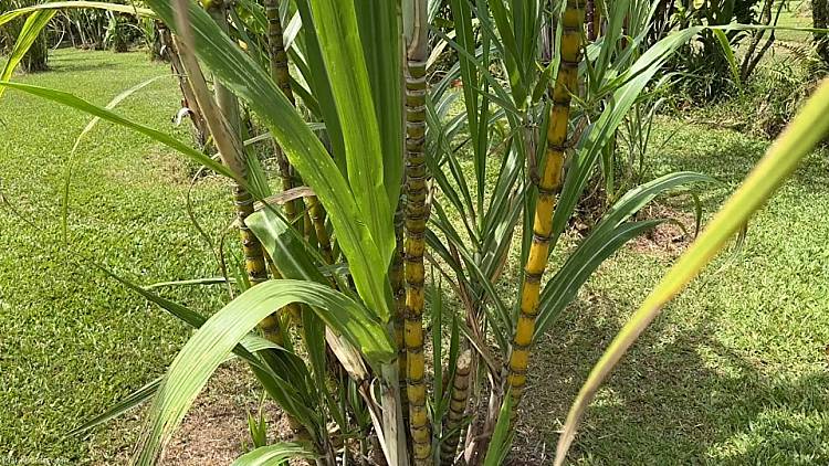 Hawaii Sugarcane Patch