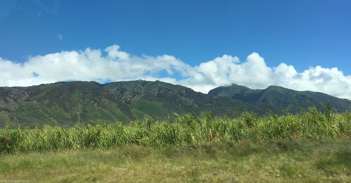 Hawaii Sugarcane West Maui