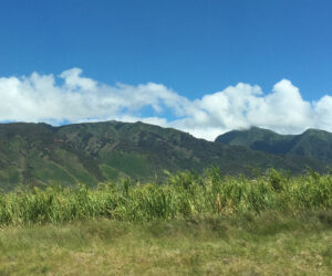 Hawaii Sugarcane West Maui
