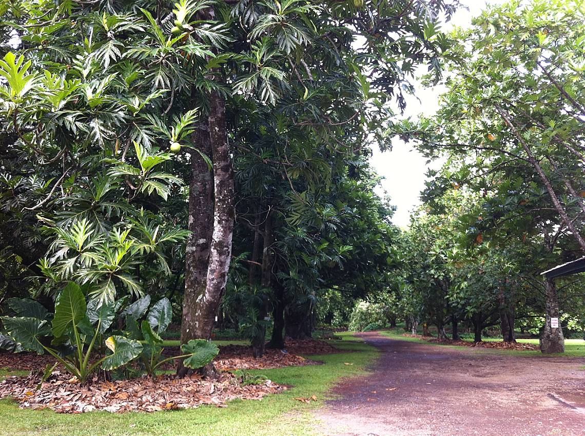 Kahanu Garden Driveway