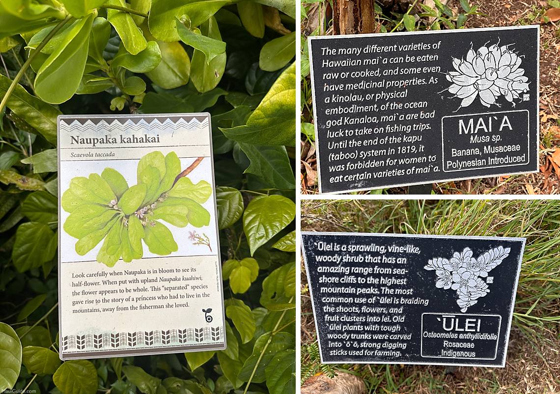 Kahanu Garden Plant Signs