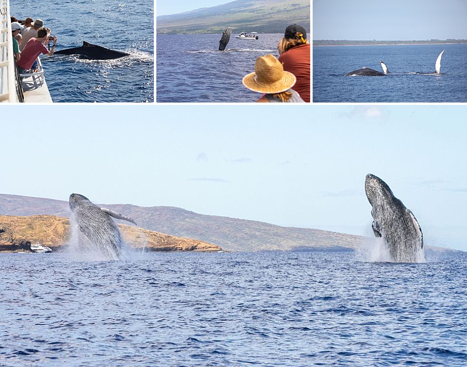 Maui Info Index Whale Watching