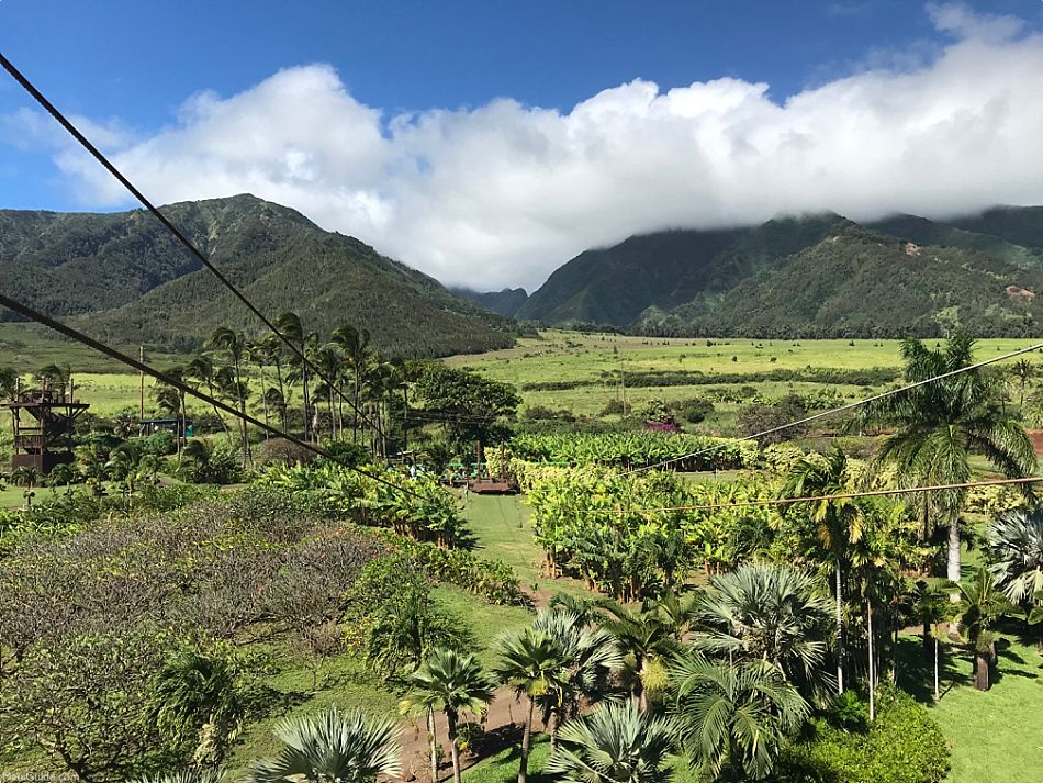 Maui Info Index Zipline