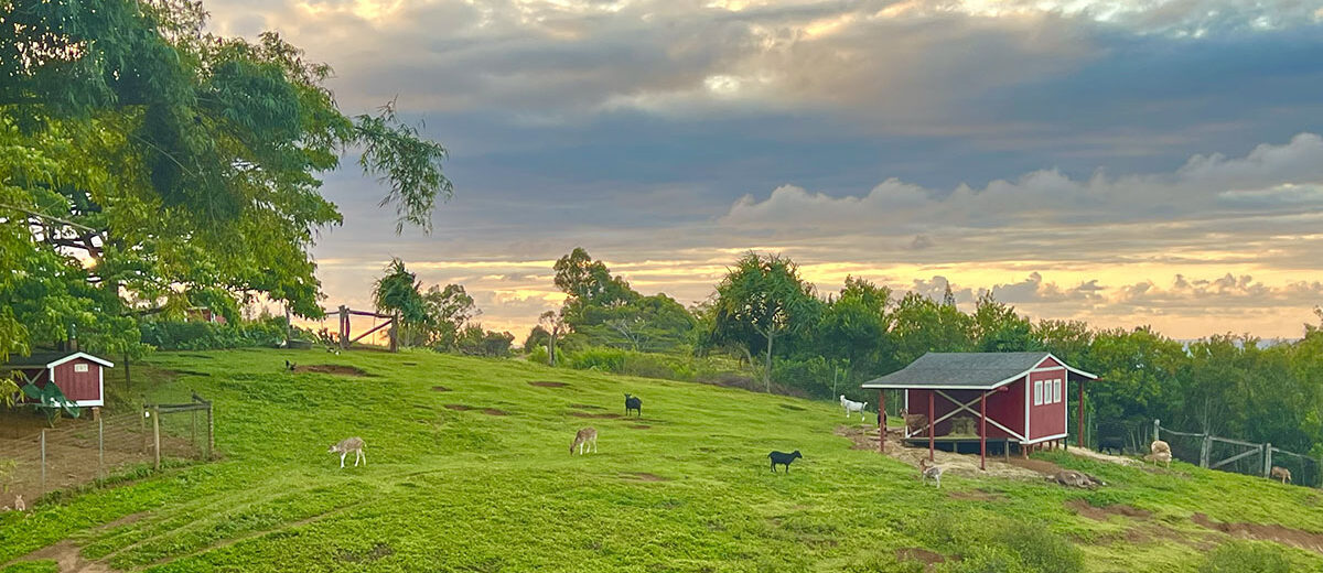 Leilani Farm Tour