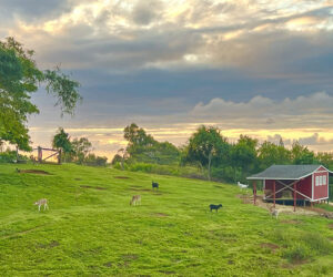 Leilani Farm Tour